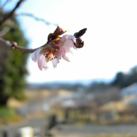 フユザクラ（冬桜）