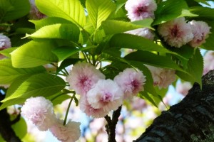 菊桜近景