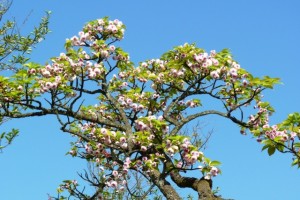 菊桜枝振り