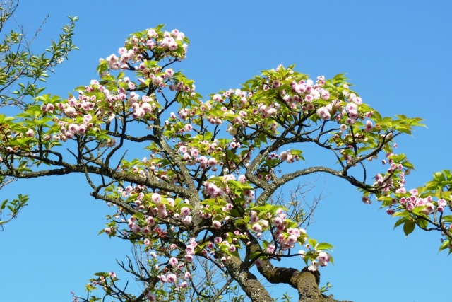 菊桜枝振り