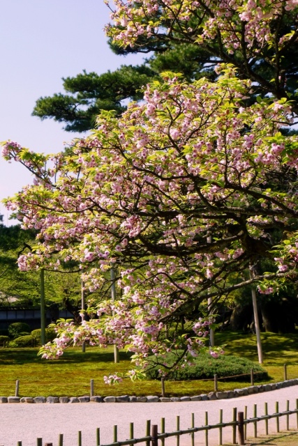 菊桜遠景