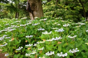 二の丸広場付近のガクアジサイ