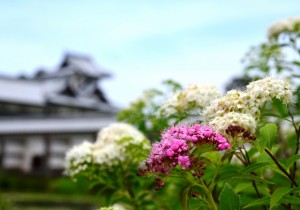 鶴丸休憩所前のシモツケ