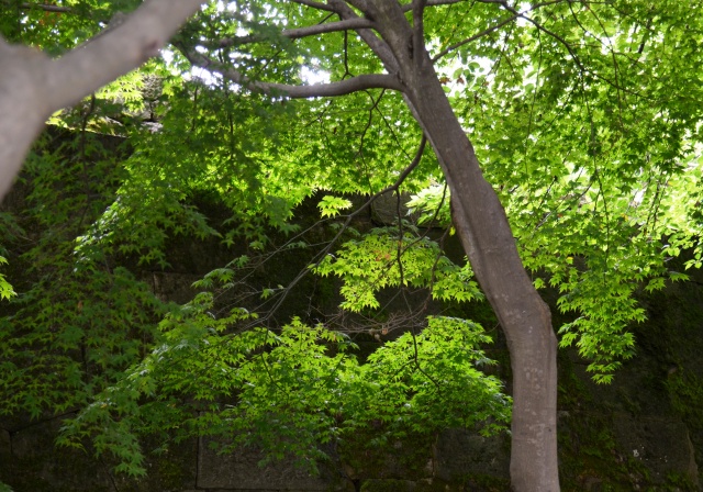 木立に差し込む日差