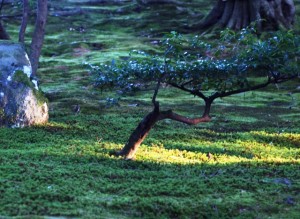 兼六園のコケ