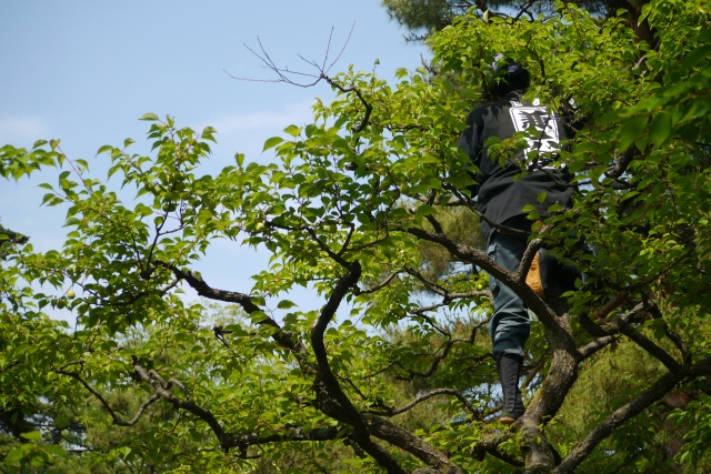 梅を収穫する庭師