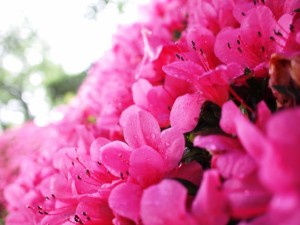 雨のサツキツツジ