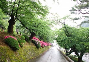 百間堀のサツキツツジ