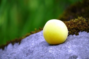 大きな梅の実
