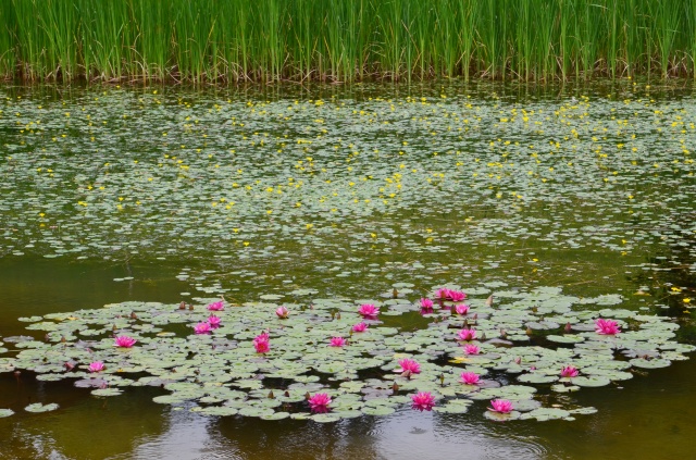 湿生園