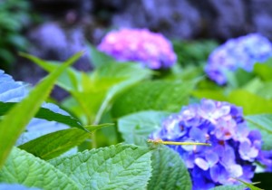 アジサイの葉に留まるイトトンボ