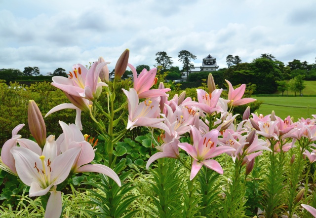 新丸広場花壇スカシユリ