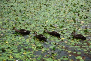 湿生園の小鴨