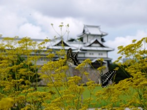 三の丸のオミナエシ