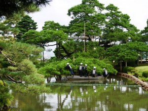 松の葉むしり剪定