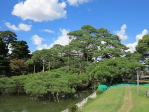 青空の下での剪定作業